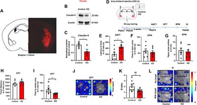 Childhood social isolation causes anxiety-like behaviors via the damage of blood-brain barrier in amygdala in female mice